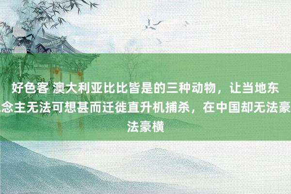 好色客 澳大利亚比比皆是的三种动物，让当地东说念主无法可想甚而迁徙直升机捕杀，在中国却无法豪横