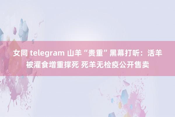 女同 telegram 山羊“贵重”黑幕打听：活羊被灌食增重撑死 死羊无检疫公开售卖